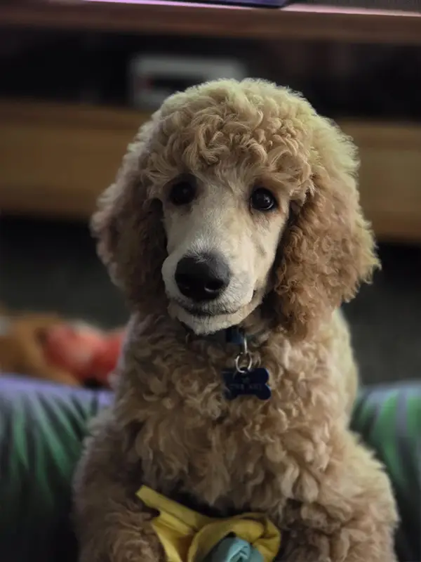 Cody - Julie Bennion's rescued dog, perched on a sofa with his affectionate smile and deep eyes encircled by his curly fur