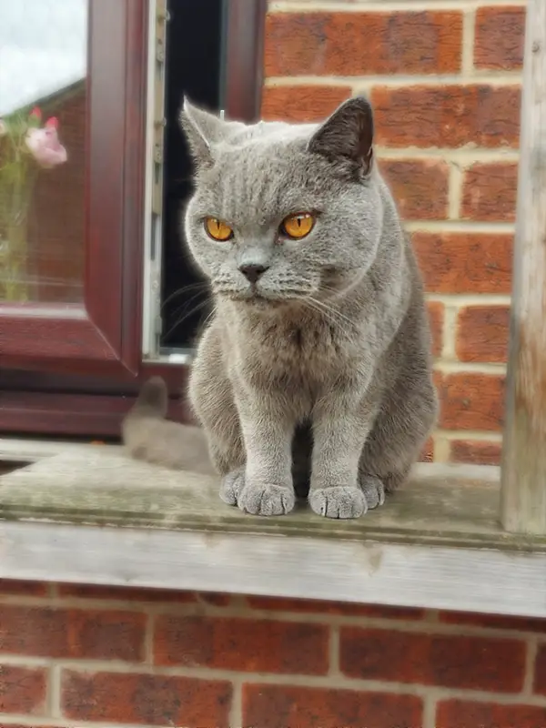 Alf - Rachel Frampton's grey cat sat on a window ledge staring intently out into the world with his deep yellow eyes.