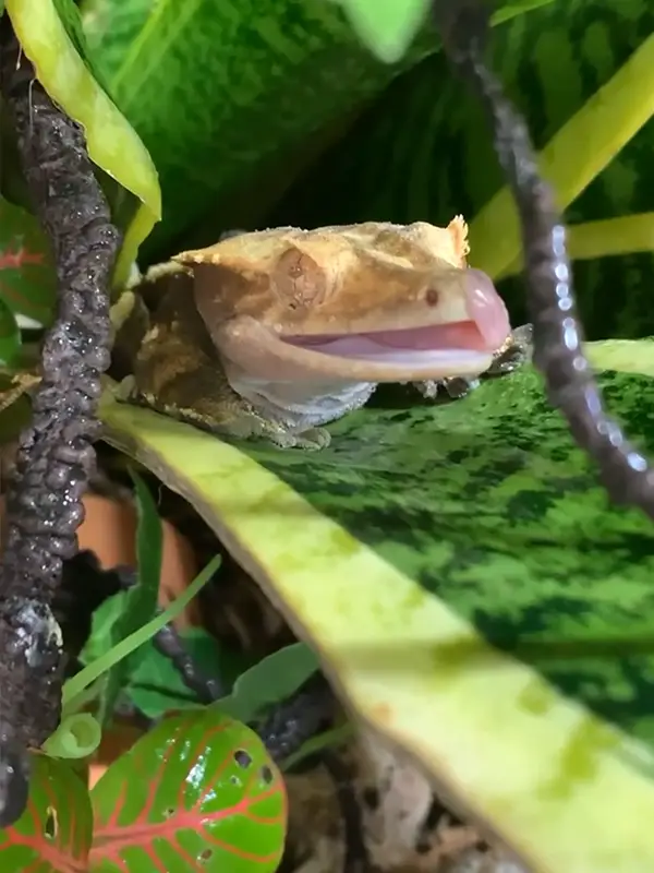Grubs - Tyler Marshall lizard sticking out his tongue between two twigs