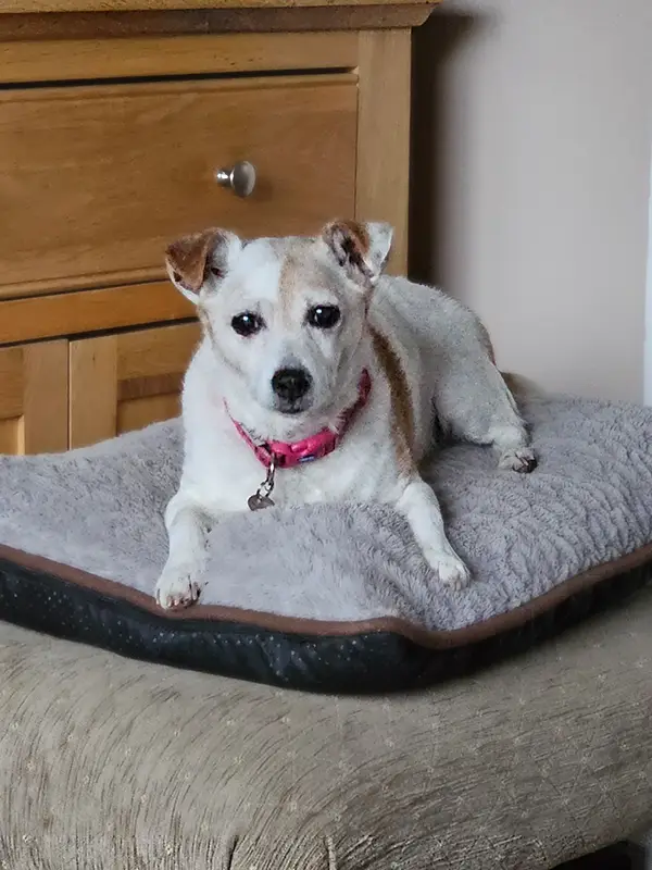 Lady - Philip Knowles dog, lying on her bed atop a footrest
