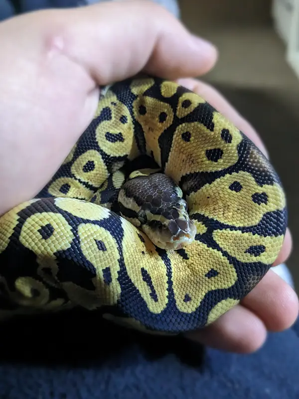 Pablo - Tyler Marshall's pet snake, his black and yellow scales curled up in Tyler's hand