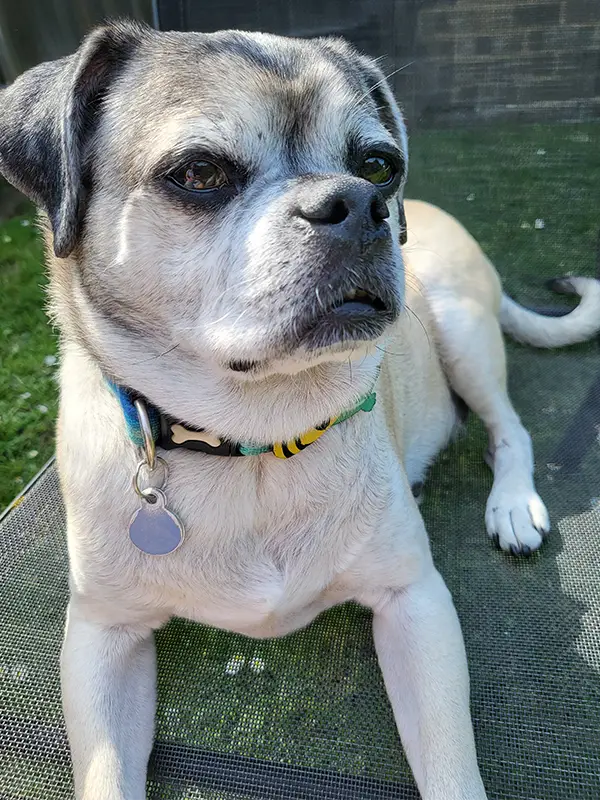 Sammy - Sarah Nicholls's dog outside laying on a beach chair. Sammy is a light tan with black ears and greying around the eyes.