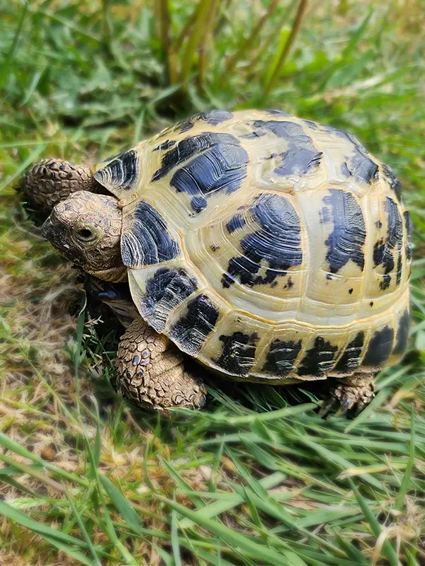 Toby - Sarah Nicholls's tortoise outside munching on grass.
