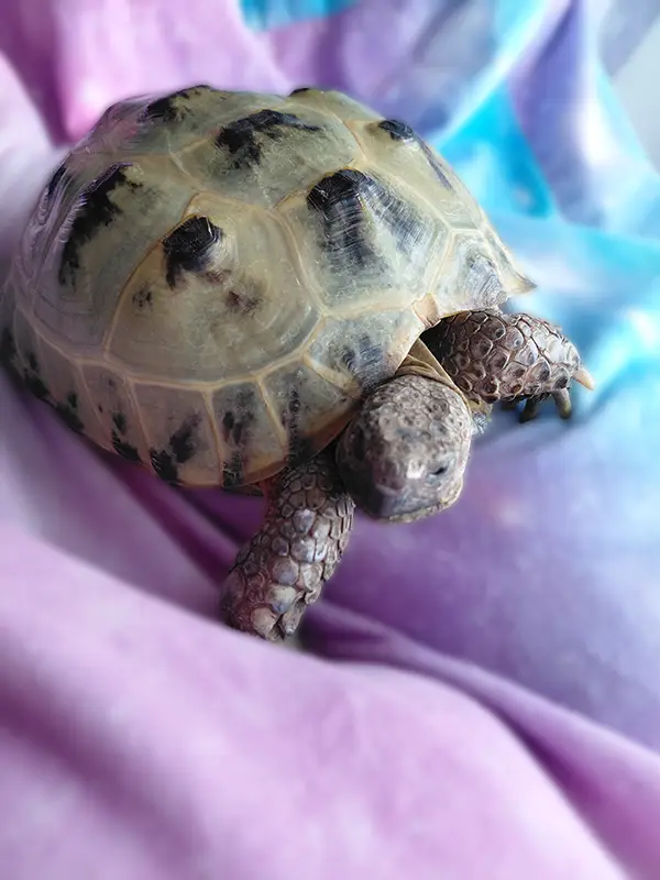 Tommy - Rachel Frampton's tortoise crawling along a tie die blanket.