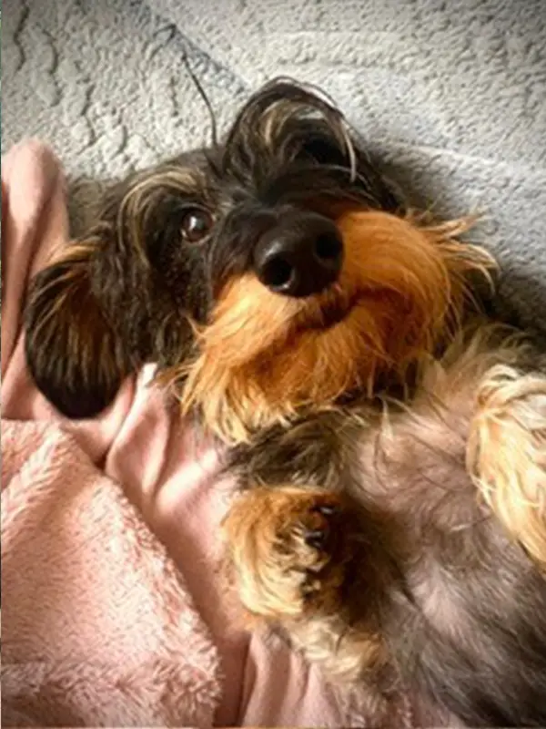Woody - Lissa Ireland dog, snuggled up on his back in his blanket, gazing affectionately.