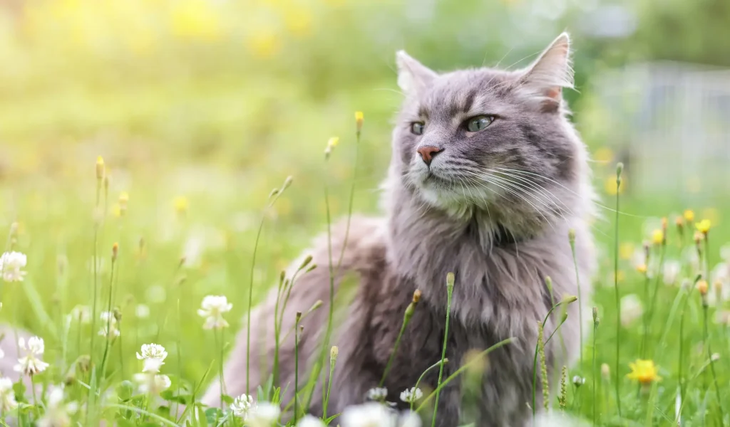 Chewie the cat in the wild