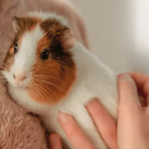 Woman gently cradling a guinea pig in her hands captures a heartwarming moment of companionship, showcasing the deep bond and affection shared between human and pet