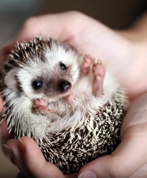 Cute African hedgehog on baby palms
