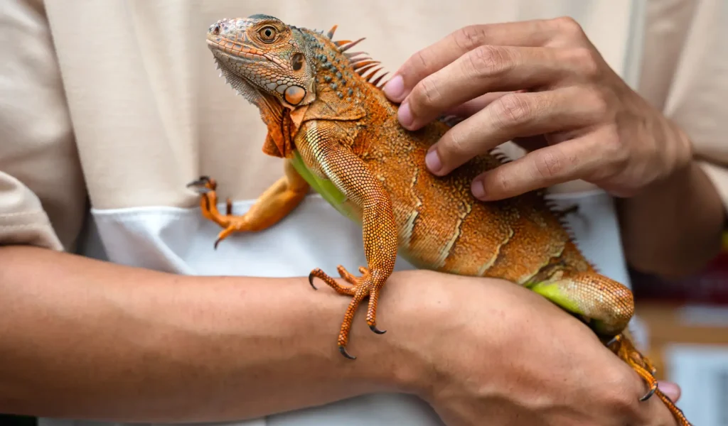 Close up hand with red iguana lizard, exotic pet