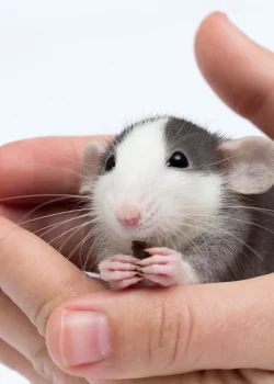 cute little rat in hand