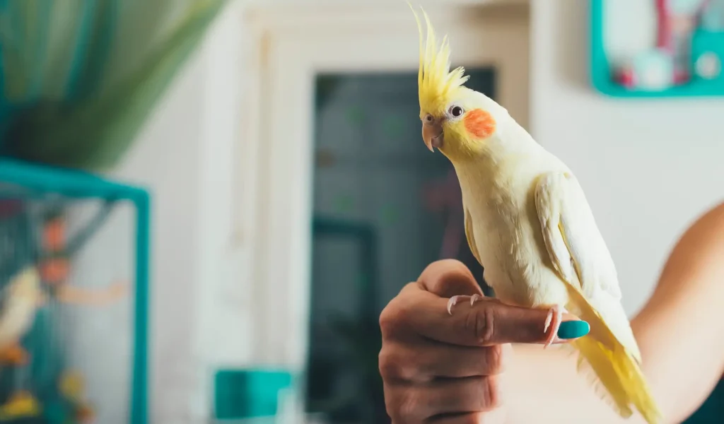 Friendly Cockatiel Parrot Sitting On Owners Finger