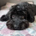 Smudge - Morgan Luke black cockerpoo starting intently with puppy dog eyes as they lay on a bed.
