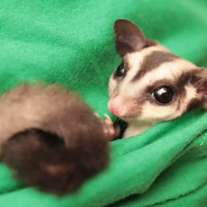 The sugar glider (Petaurus breviceps) lies in green vets uniform