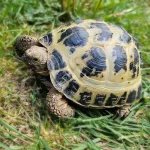 Toby - Sarah Nicholls's tortoise outside munching on grass.