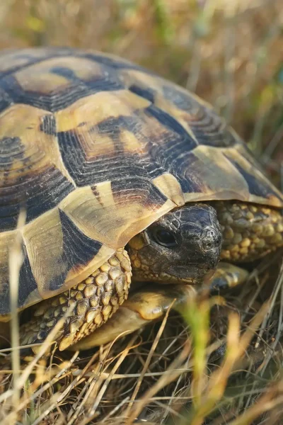 a large Balkan tortoise lies on the ground hiding in its shell, the animal world of Bulgaria, close-up
